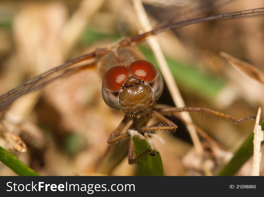 Close up of a common darter dragonfly