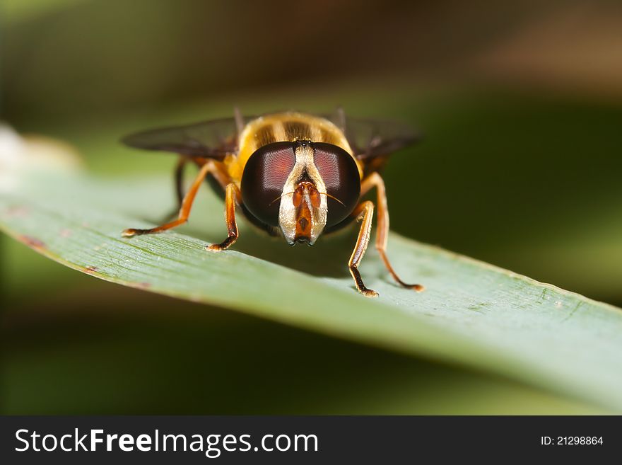 Macro shot of a hover fly on a leaf.