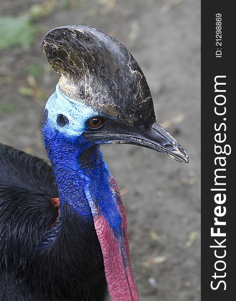 Colored cassowary head on the ground