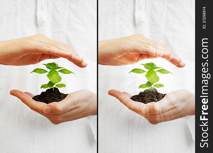 Man's hands holding a young, green basil plant on white shirt background. Man's hands holding a young, green basil plant on white shirt background