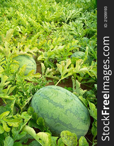 Ripe watermelons in the field