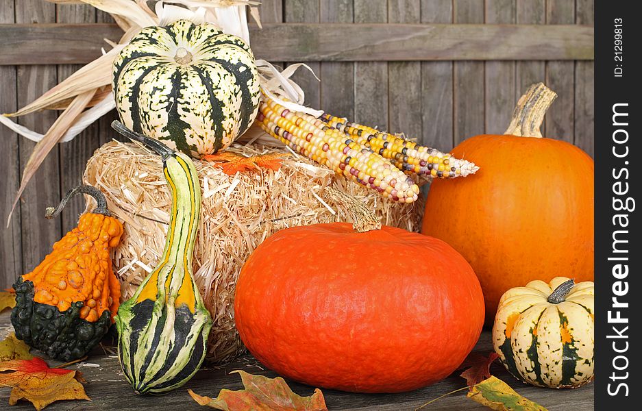 Various harvested gourds against a weathered fence. Various harvested gourds against a weathered fence
