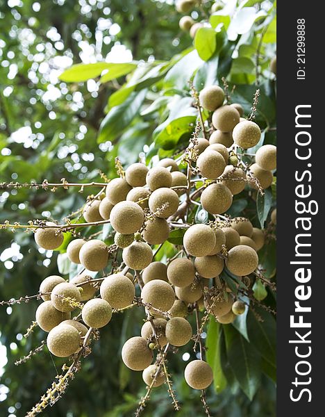 Longan fruit and tree