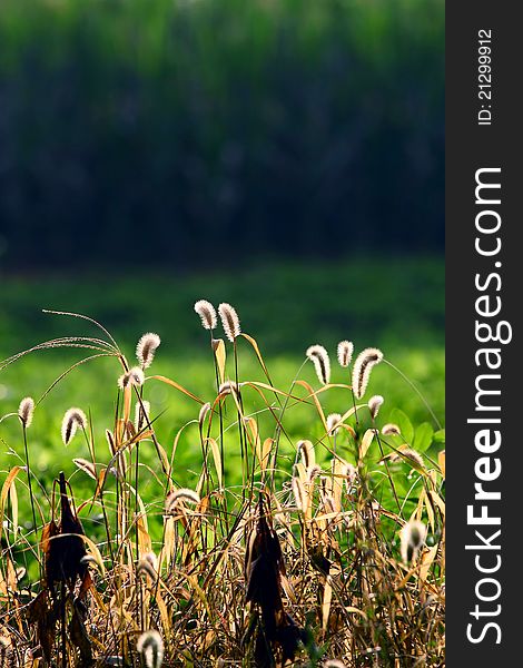 Dog's tail grass in the field.