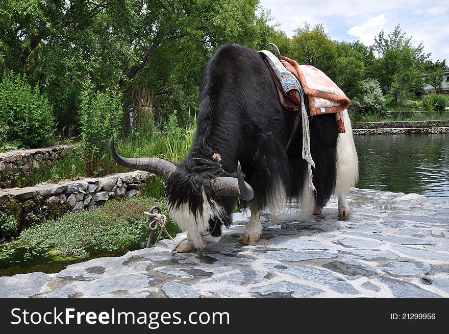 China yak,Yunnan, China attractions