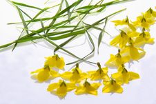 Yellow Flowers On A Lightbox Royalty Free Stock Photography Yellow Flowers On A Lightbox Royalty Free Stock Photography