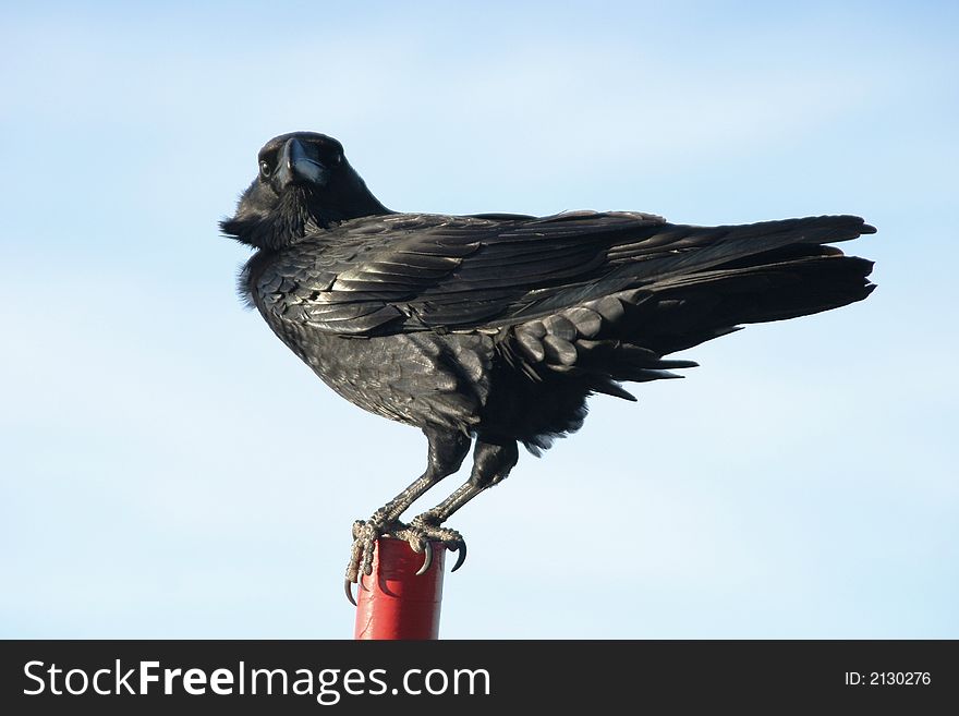 Black crow watching the area from a pole in front of a clear blue sky
