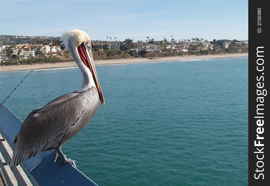 A pelican sits on the railing of a pier with the California ocean coastline in the background. A pelican sits on the railing of a pier with the California ocean coastline in the background