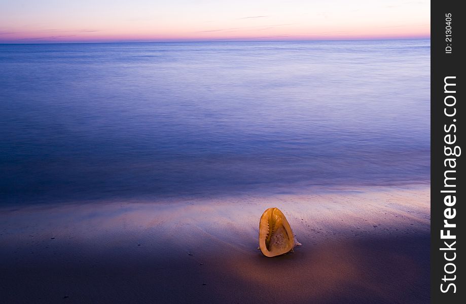 Seashell on the beach