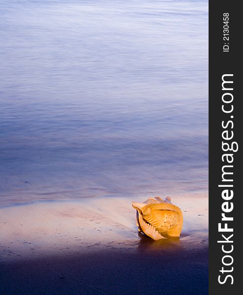 Sea shell on the Baltic sea shore. Sea shell on the Baltic sea shore.