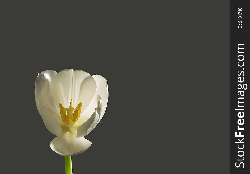 Close up of white luminous tulip on gray background. Close up of white luminous tulip on gray background