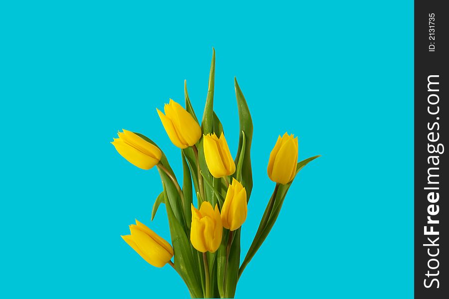 Seven yellow tulips isolated on cyan. Seven yellow tulips isolated on cyan