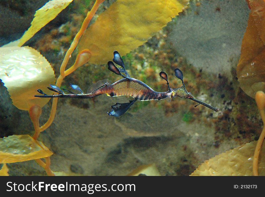 Marine Fish Leafy Sea Dragon - Phycodurus eques - swimming in its natural habitat