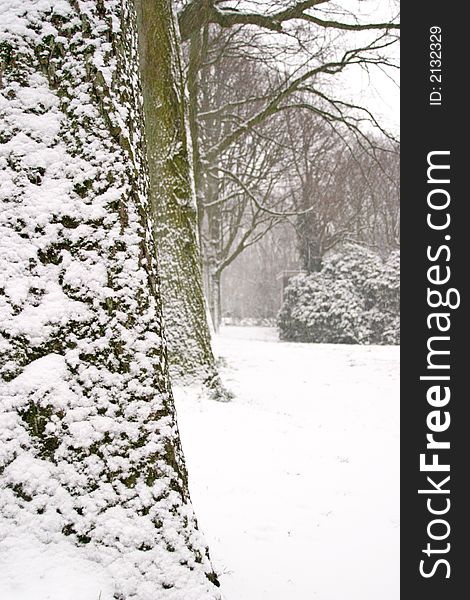 Close-up of trees in heavy weather. Close-up of trees in heavy weather