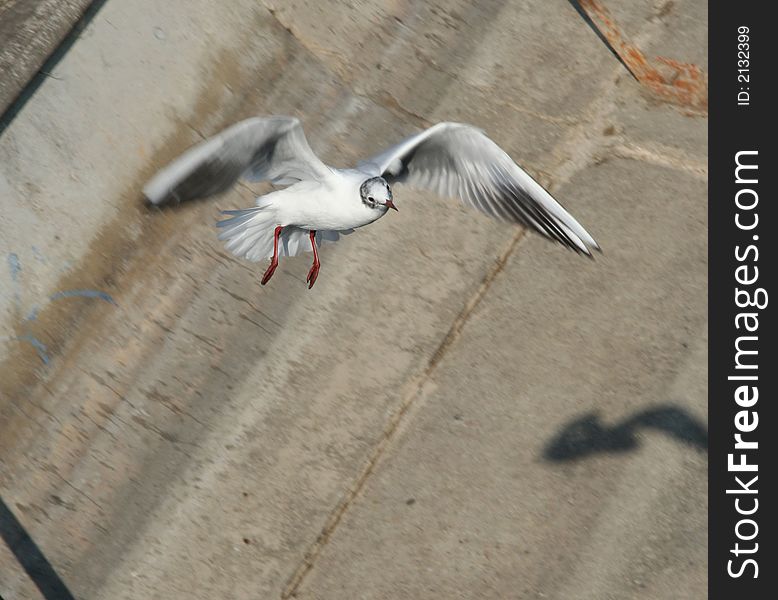 Sea-gull flying over the edge of the river.