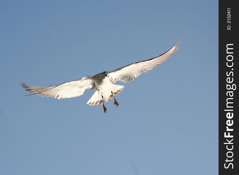 Turned sea-gull on the clear sky