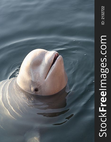 White whale popping head out of the water