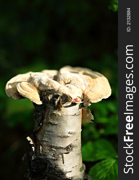 Woodland Mushroom