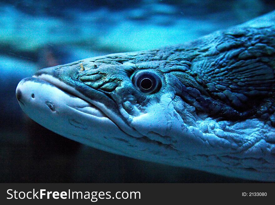 Close-up of predacious fish with hypnotical eye