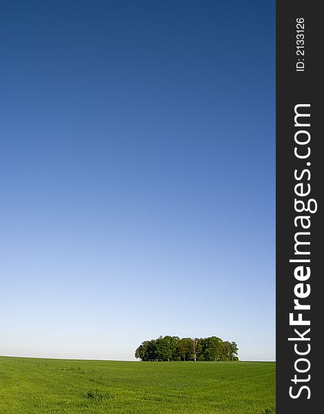 Grove on grassland with blue sky