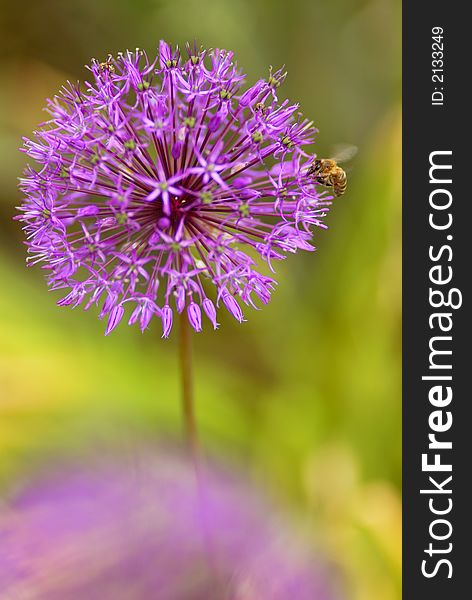 Blossoming decorative garlic and pollinating bee