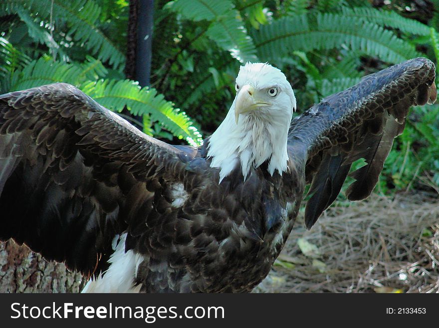 This is a bald eagle with his wings spread. This is a bald eagle with his wings spread.