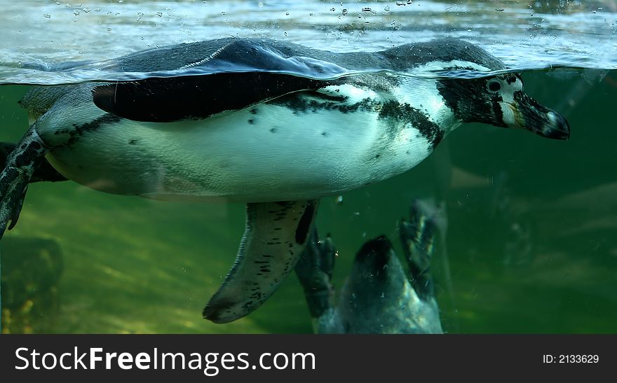 Penguin swimming in zoo waters