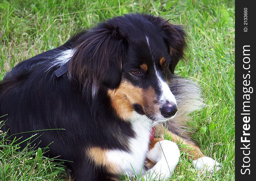 An Australian Shepherd dog basks in the summer sun