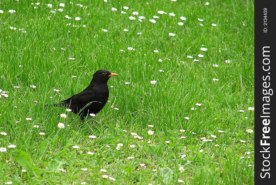 Blackbird sitting in a meadow full of daisies