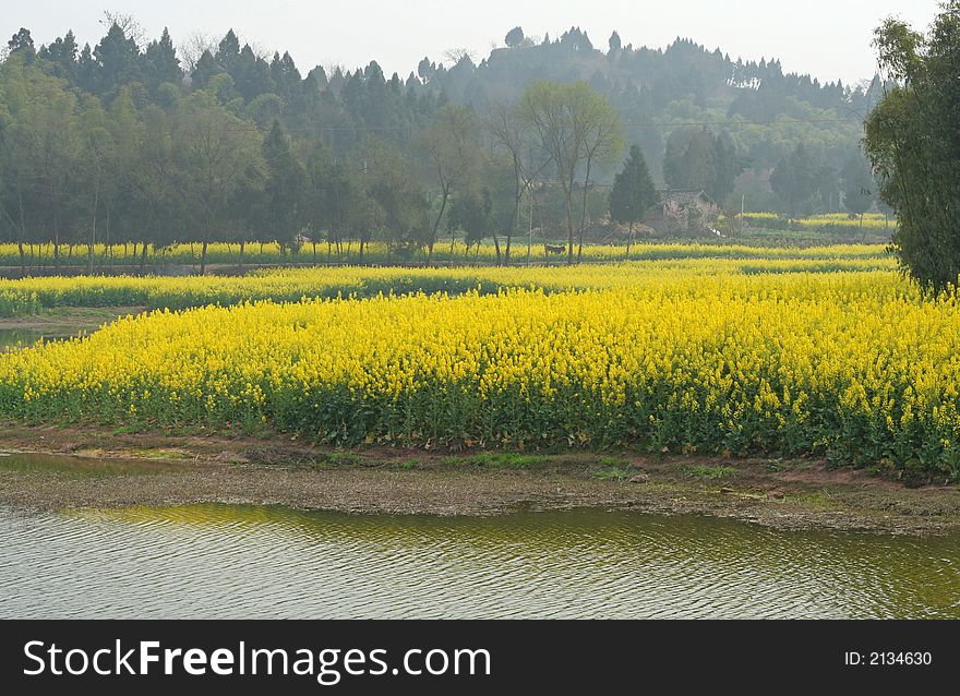 Landscape of blooming field in spring. Landscape of blooming field in spring