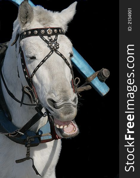 White horse with the open mouth on a black background. White horse with the open mouth on a black background.