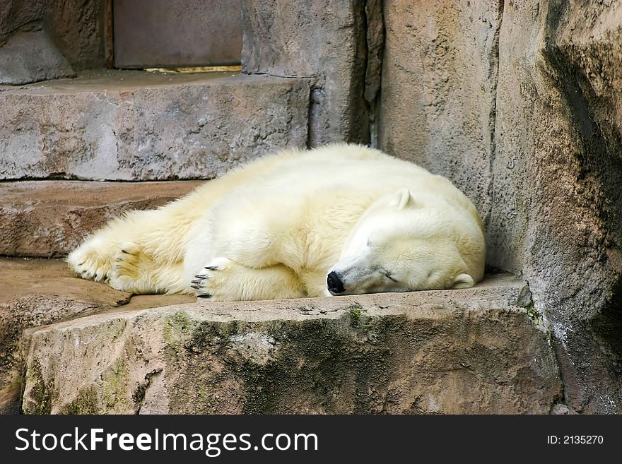 Polar Bear Napping on a rock. Polar Bear Napping on a rock