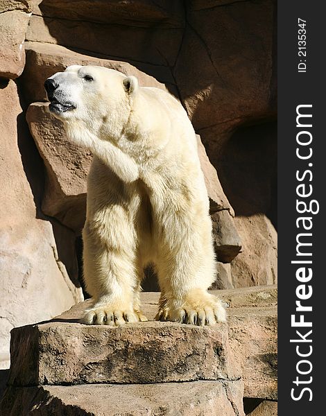 Polar Bear standing on a rock looking around