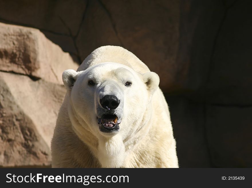 Big White Polar Bear looking around