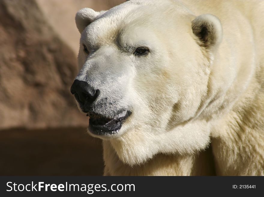 Big White Polar Bear looking around