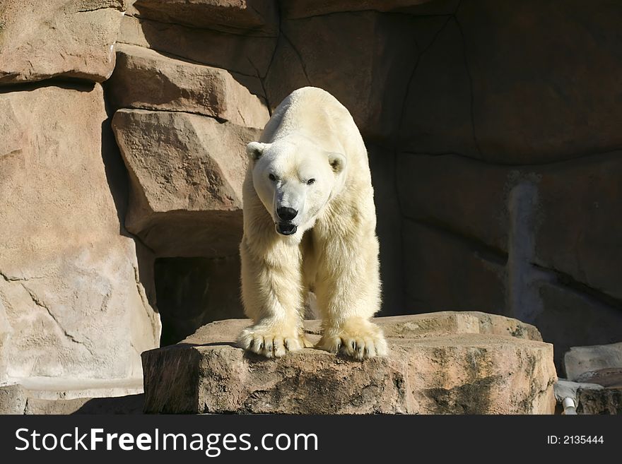 Big White Polar Bear looking around