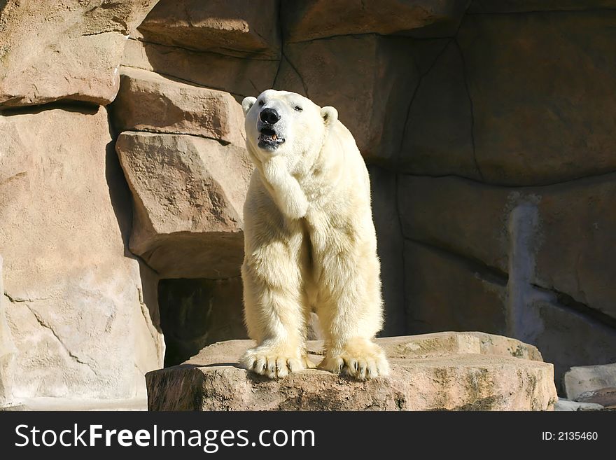 Big White Polar Bear looking around