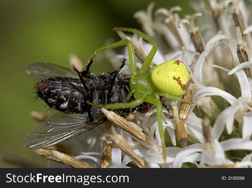 Crab spider catching fly on a flower.