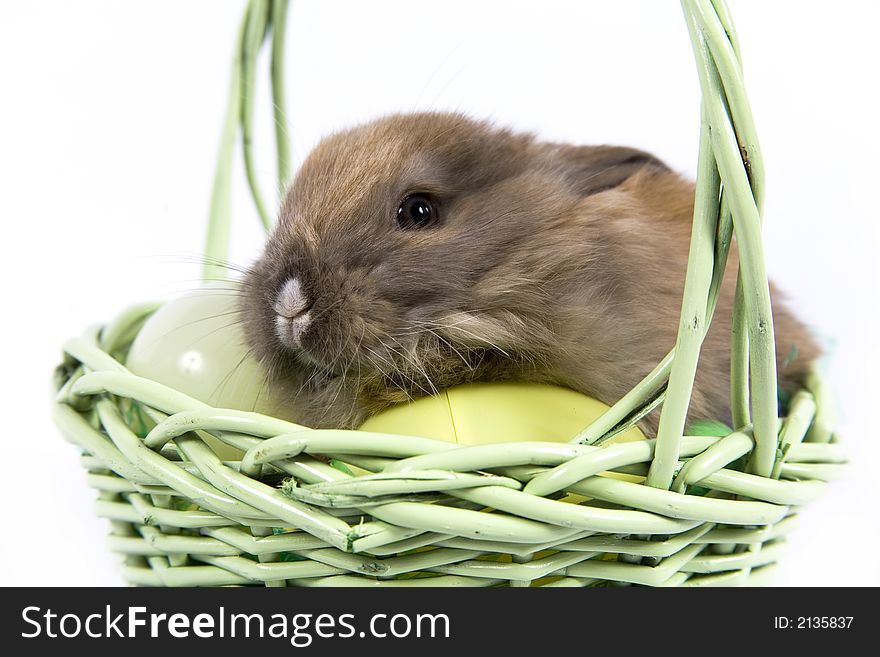 Adorable baby bunny rabbit with Easter eggs in basket. Adorable baby bunny rabbit with Easter eggs in basket
