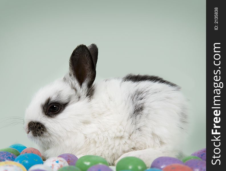 Adorable baby bunny rabbit with Easter eggs. Adorable baby bunny rabbit with Easter eggs