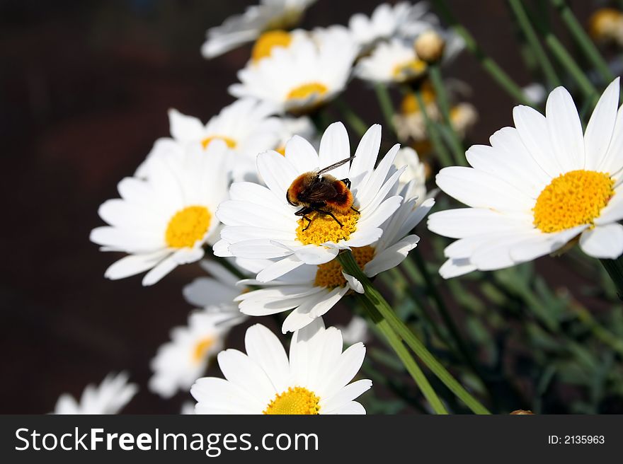 Daisies in the garden with bumblebee,close-up. Daisies in the garden with bumblebee,close-up