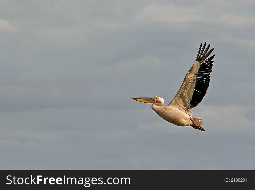 Flying Pelican  in Nakuru lake National park in Kenya.