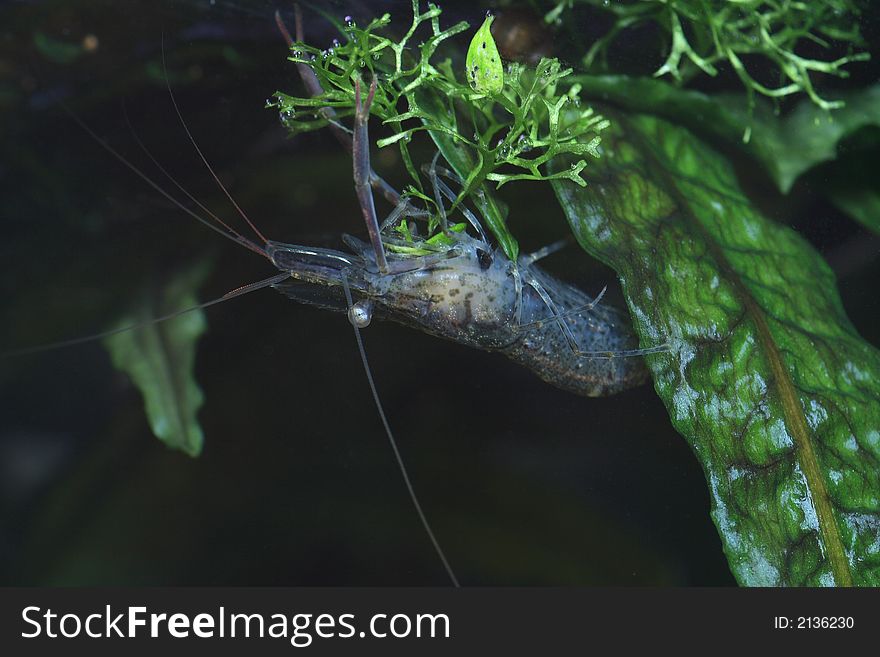 The freshwater shrimp closeup shot in aquarium. The freshwater shrimp closeup shot in aquarium