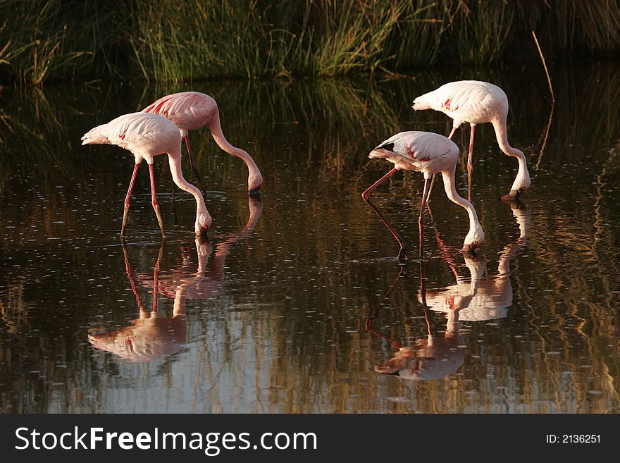 Flamingo in Nakuru lake National park 
in Kenya.