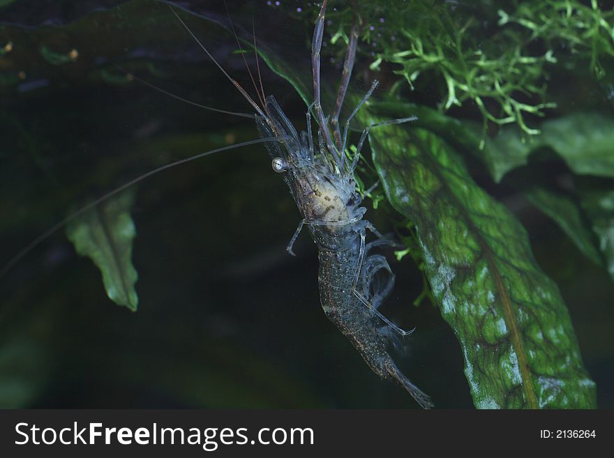 The freshwater shrimp closeup shot in aquarium. The freshwater shrimp closeup shot in aquarium