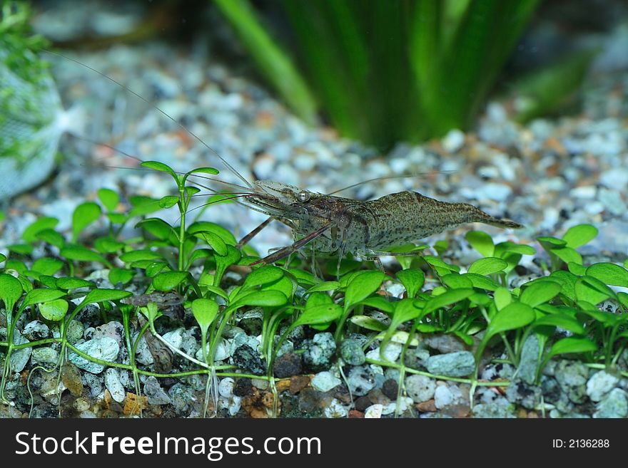 The freshwater shrimp closeup shot in aquarium. The freshwater shrimp closeup shot in aquarium