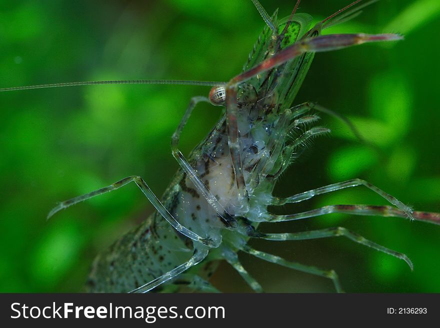 The freshwater shrimp closeup shot in aquarium. The freshwater shrimp closeup shot in aquarium