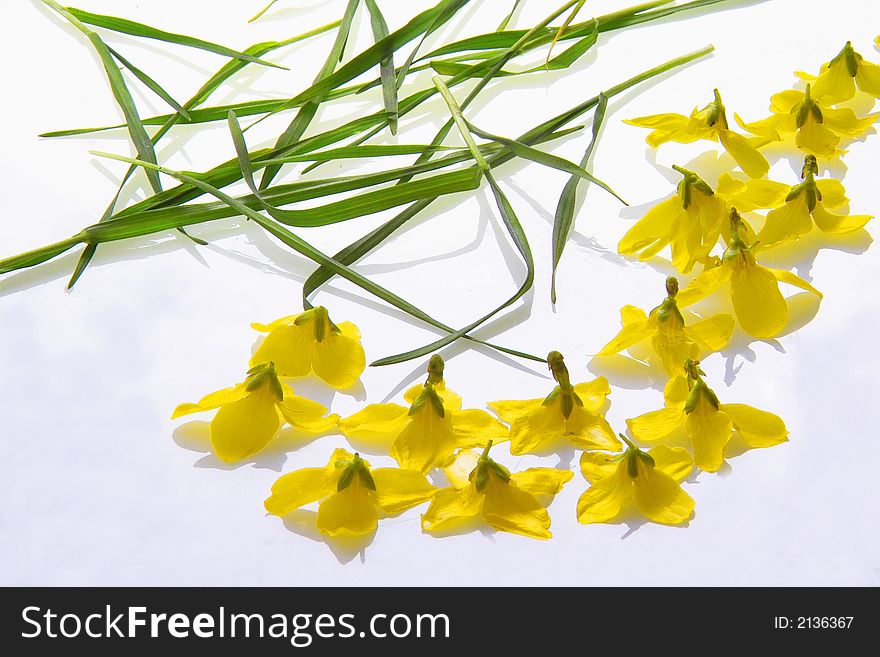 Yellow Flowers On A Lightbox