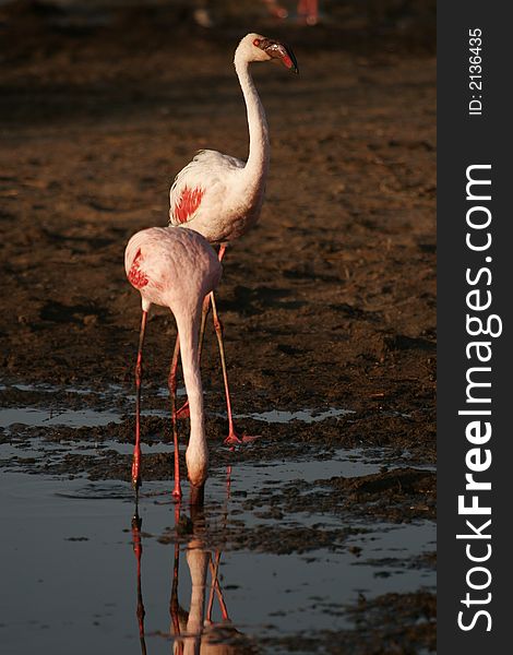 Flamingo in Nakuru lake National park in Kenya.