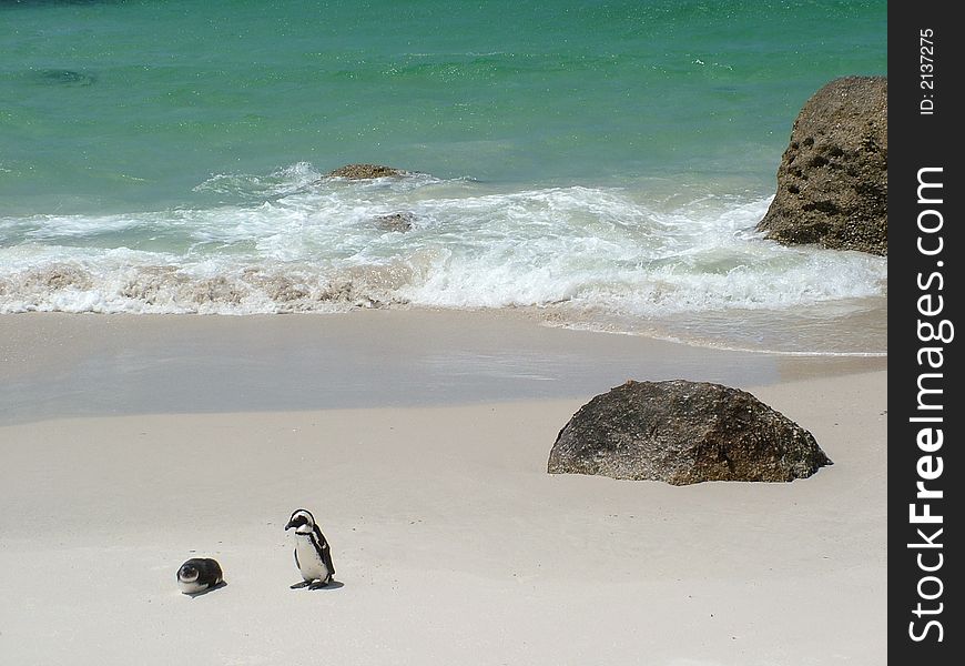 Two Penguin on Cape Town Beaches. Two Penguin on Cape Town Beaches